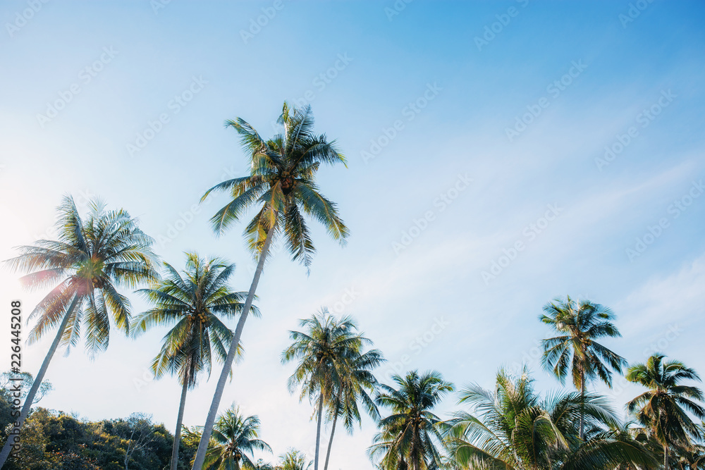Obraz premium Coconut tree with beautiful at sky.