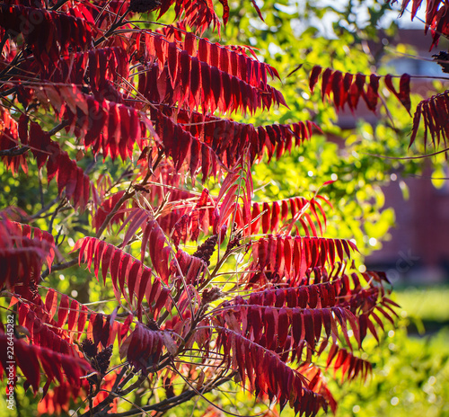 Staghorn sumac or velvet sumac in autumn photo