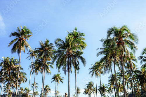 Coconut tree with blue sky.