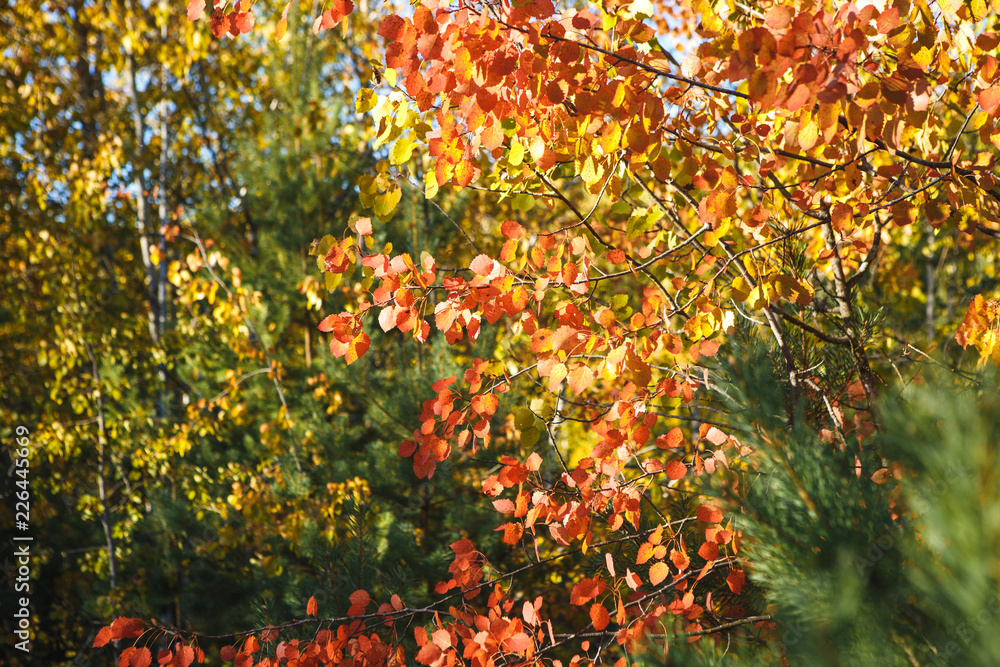 Yellow and red autumn leaves on trees. Maple and aspen, yellowed, autumn landscape in bright sunlight Yellow and red autumn leaves on trees. Maple and aspen, yellowed, autumn landscape in bright sunlight
