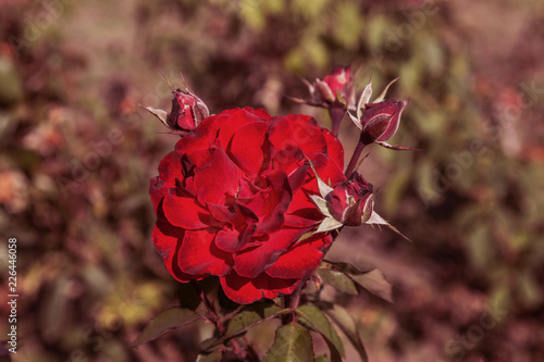 Red rose, a symbol of love. Red roses for lover, natural roses in the garden, natural background for greeting card, celebration invitation, calendar, poster photo