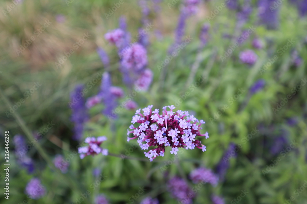 Naklejka premium Blossom day garden 