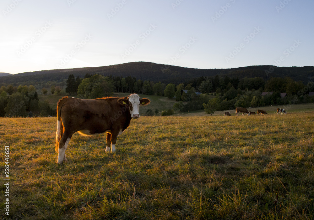 Wild cow on a field in national park at sunrise at sunset