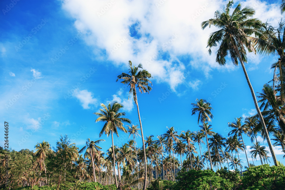 Fototapeta premium Coconut tree with the blue sky.