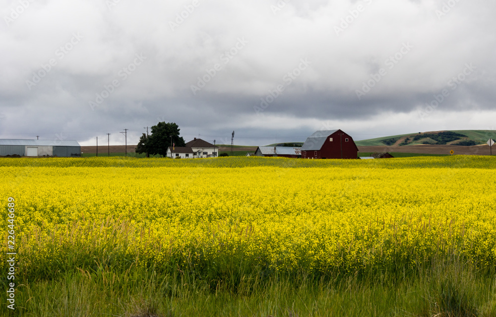 Stormy clouds over canola fields in Eastern Washington state, USA Stormy clouds over canola fields in Eastern Washington state, USA