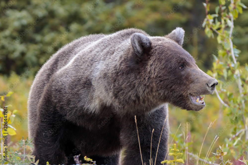 Fototapeta premium Bear walking in flowers in Yukon Canada