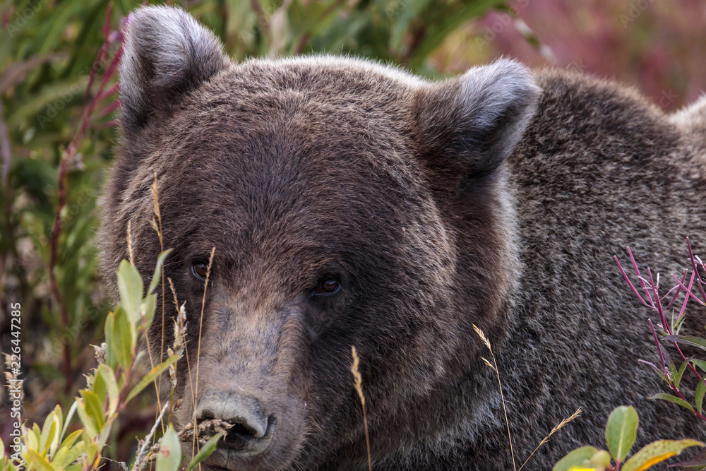 Fototapeta premium Bear walking in flowers in Yukon Canada
