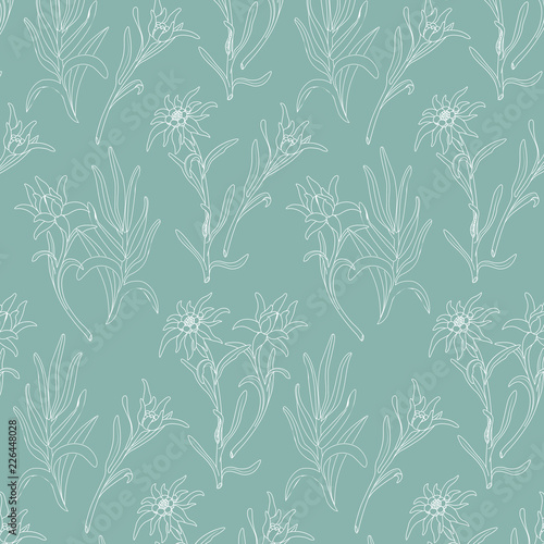 Botanical pattern with edelweiss flowers