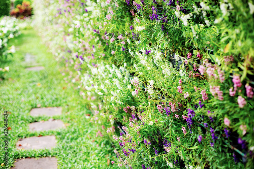 Flower and footpath in garden.