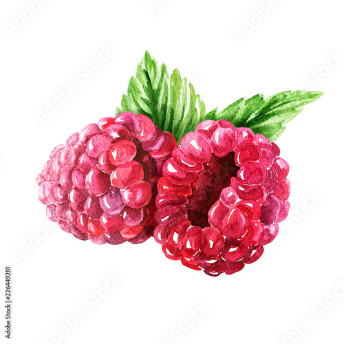 Hand drawn watercolor raspberry composition with green leaves, delicious food art isolated on white background.