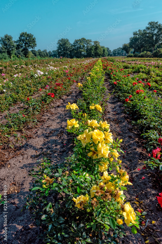 a beautiful and colorful and fragrant rose field