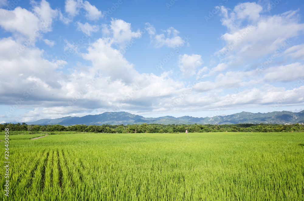 green paddy farm