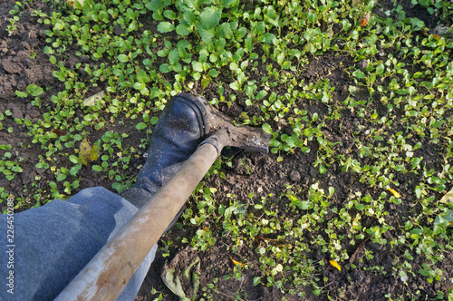 Seasonal work in the autumn garden. A farmer digs the ground © Aleksandr Volkov