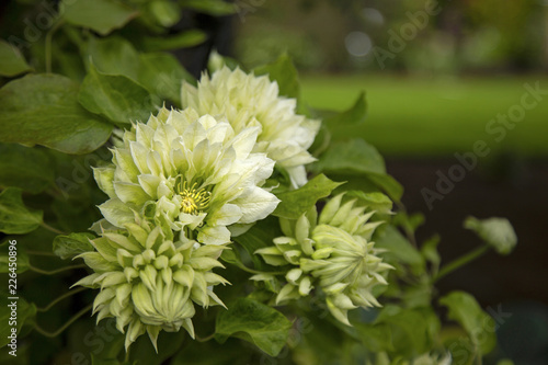 Illuminated White and Green Colored Dahlia Flowers on Bush with Out of Focus Garden in Background 