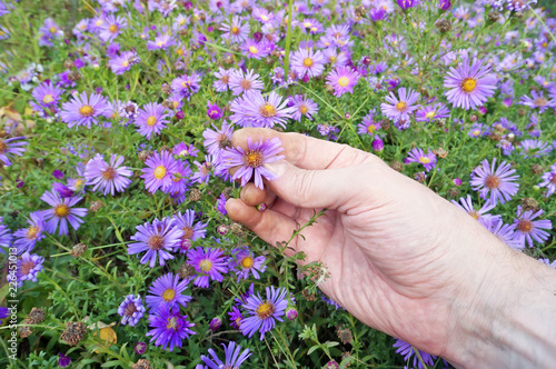The hand of the elderly farmer keeps bright autumn purple chrysanthemums flowers
