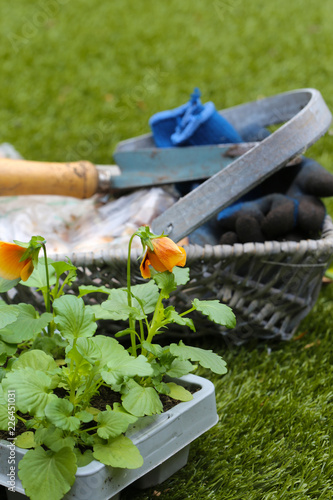 Pansies, burned orange, young plants in a plastic tray on a lawn with trowel, gloves and bulbs in a basket trug