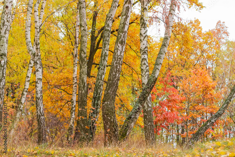 Old birches in the autumn deciduous forest