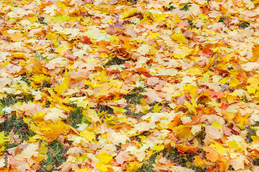 Background of varicolored leaf litter of maple among of grass