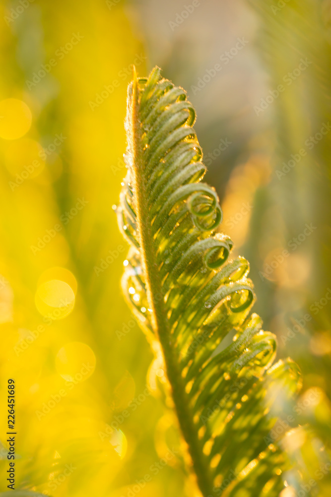 green palm leaves as background green palm leaves as background