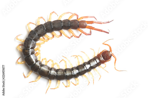 The Giant red Centipede dangerous animal on white background.