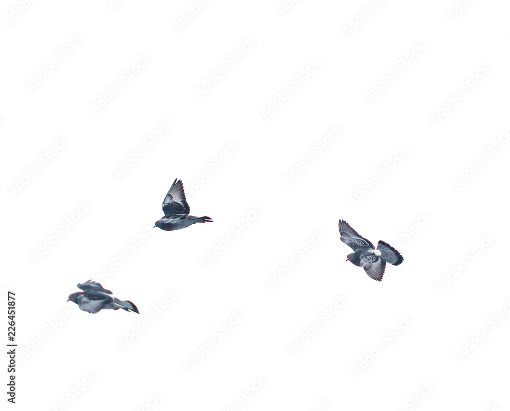 Fototapeta premium flying pigeons on a white background