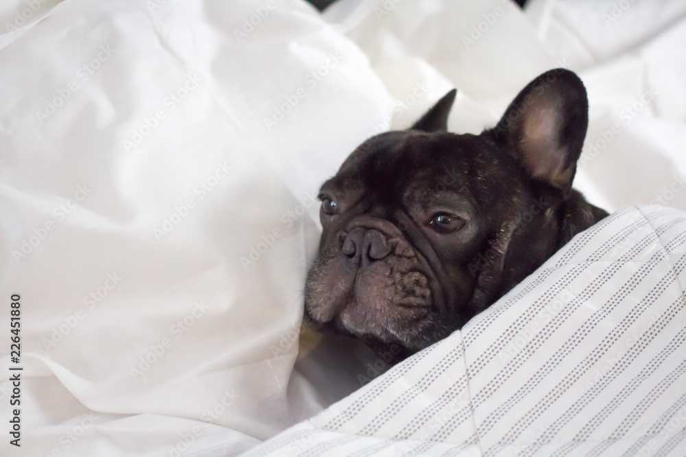 French bulldog in bed hot sale