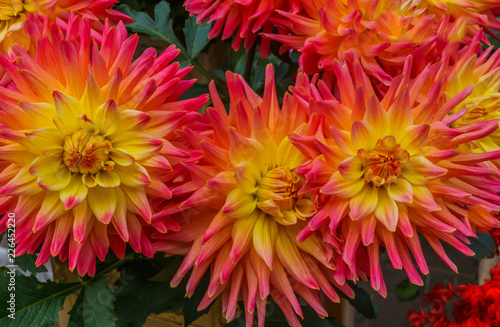 Fototapeta Naklejka Na Ścianę i Meble -  Beautiful red dahlias in the autumn garden in autumn.
