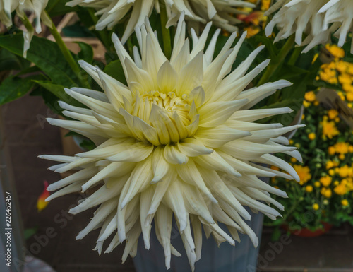Fototapeta Naklejka Na Ścianę i Meble -  Beautiful white dahlias in the autumn garden in autumn.