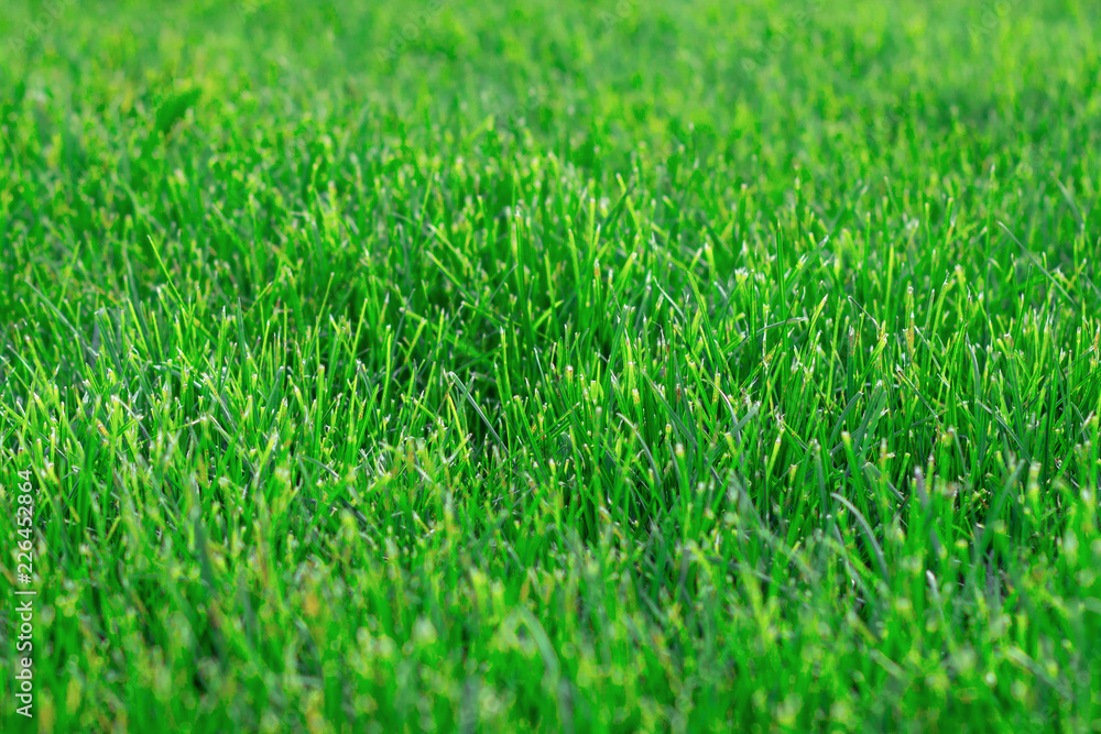 Trimmed green grass on the lawn in the city Park Trimmed green grass on the lawn in the city Park