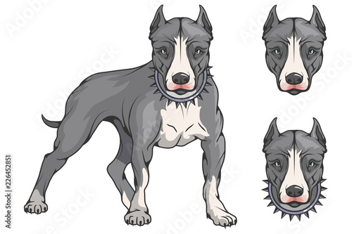 pit bull terrier, american pit bull, pet logo, dog pitbull, colored pets for design, colour illustration suitable as logo or team mascot, dog illustration, vector graphics to design