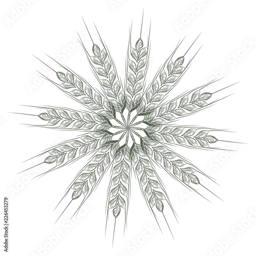 Wheat bread ears cereal crop sketch line art style. Geometrical circle vector illustration.