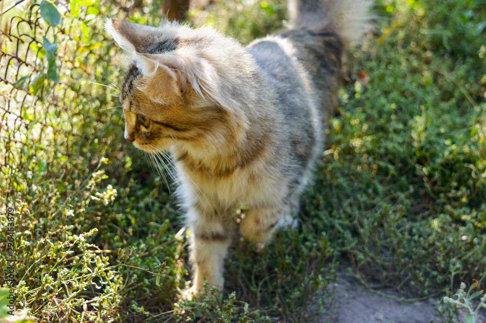 Obraz premium Beautiful kitten on the background of nature, carefully looking. Domestic cat hunts.