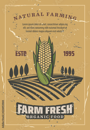 Corn vegetable harvest, retro vector