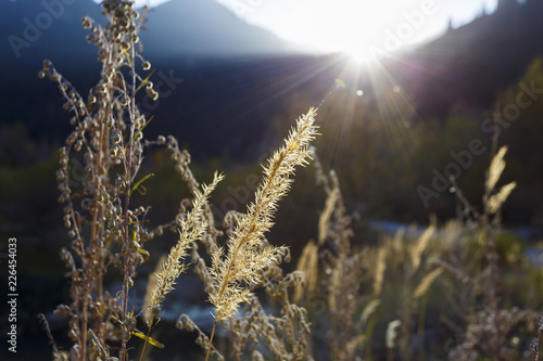 Herb in the sun ray