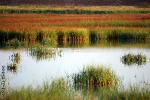 swamp with birds autumn season landscape © goce risteski