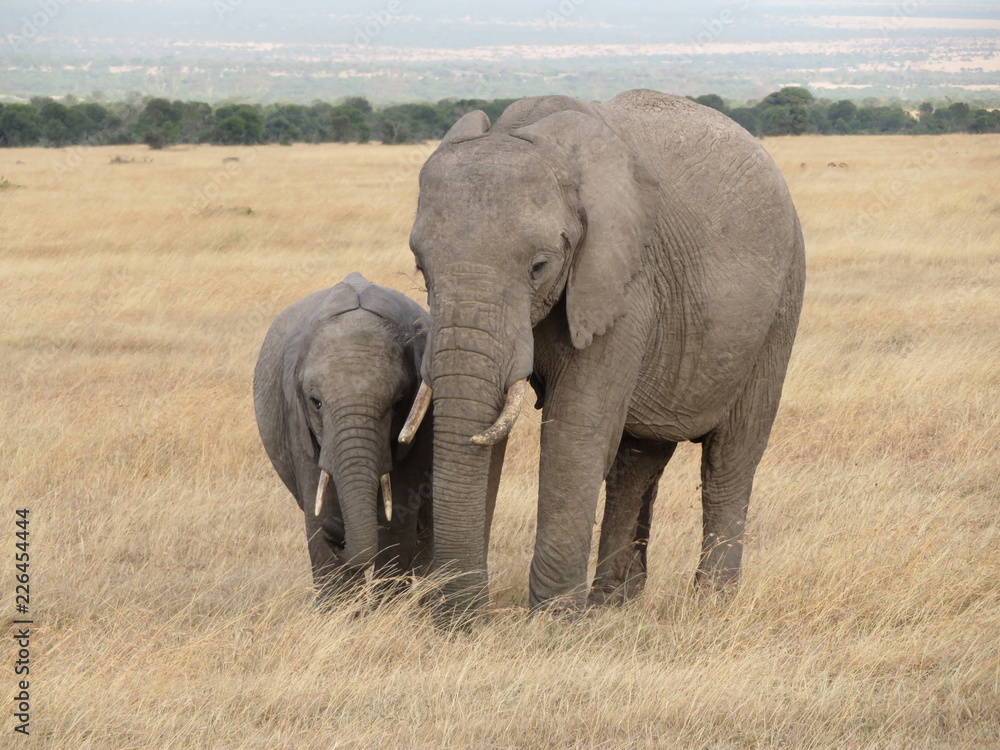 Obraz premium Elephant and calf 