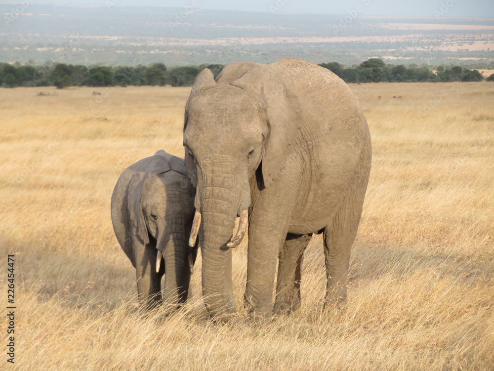 Elephant and calf 