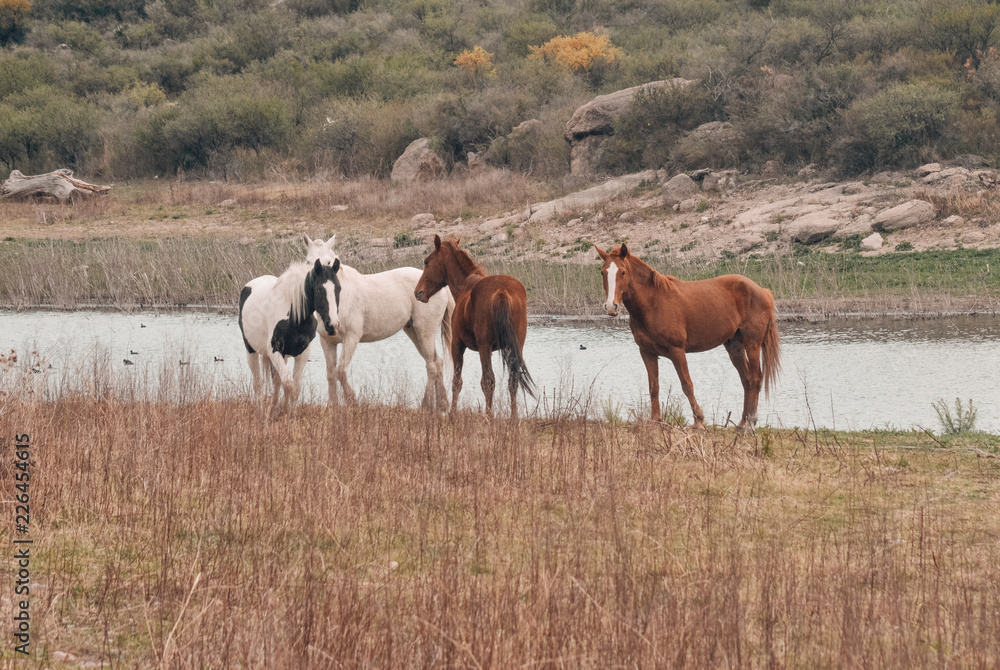Caballos en Capilla del Monte Caballos en Capilla del Monte