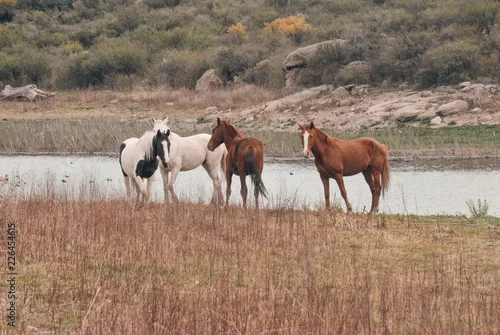 Obraz Konie w Capilla del Monte