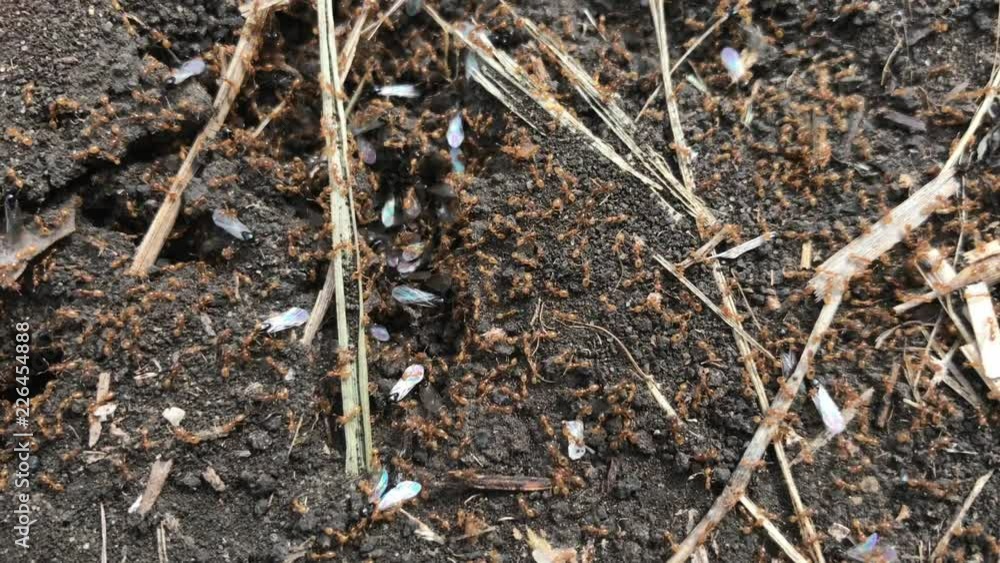 Winged Ants With Newborn Ants Winged Ants With Newborn Ants