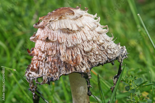 Close up macro of a Shaggy Ink Cap or Lawyers Wig Coprinus comatus releasing inky black fluid, set against a green grassy meadow background
