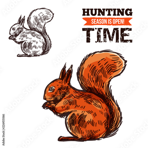 Squirrel wild animal, vector sketch