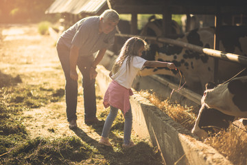 Feeding animals on the farm.