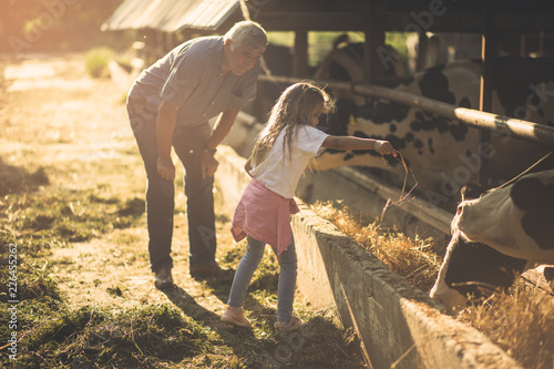 Feeding animals on the farm.
