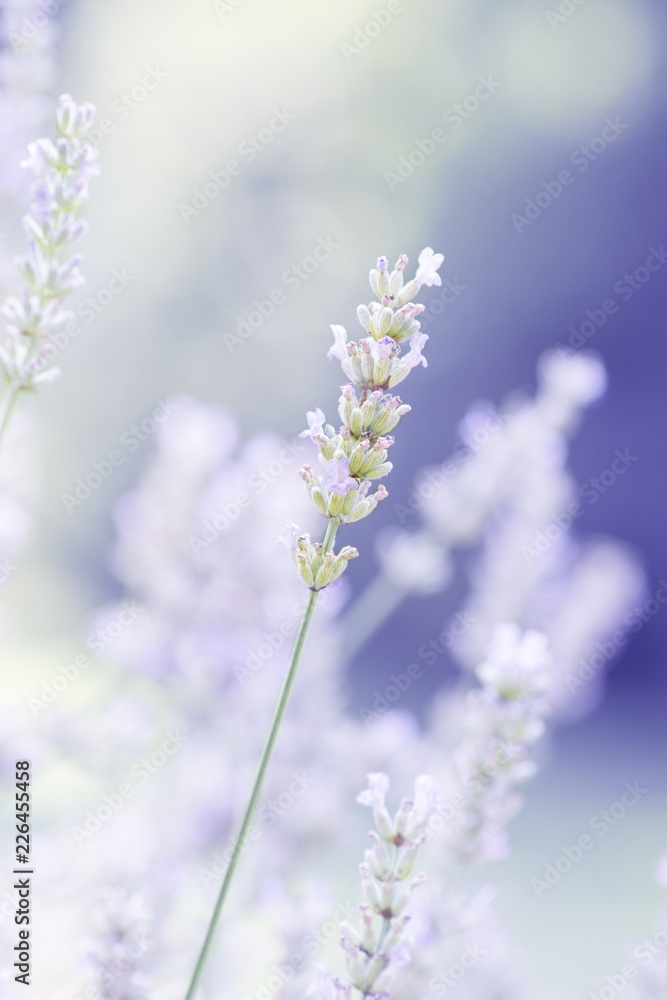 Floral background with lavender Floral background with lavender