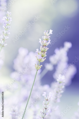 Floral background with lavender © uliab