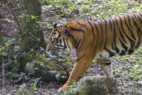 Tiger under trees by the water