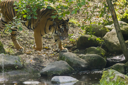 Tiger under trees by the water