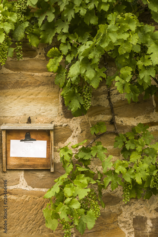 Holztafel mit Bekanntmachung umrahmt von wildem Wein mit unreifen Weintrauben an einer gelben Sandsteinmauer, Wooden board with notice framed by wild wine with unripe grapes on a yellow sandstone wall