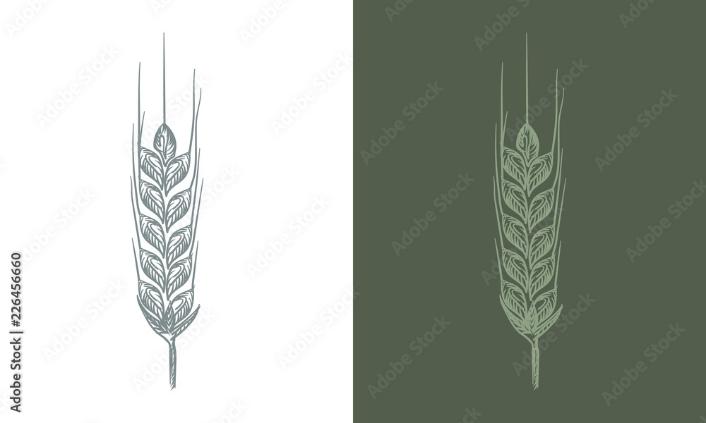 Fototapeta premium Wheat bread ears cereal crop sketch line art style. Vector illustration.